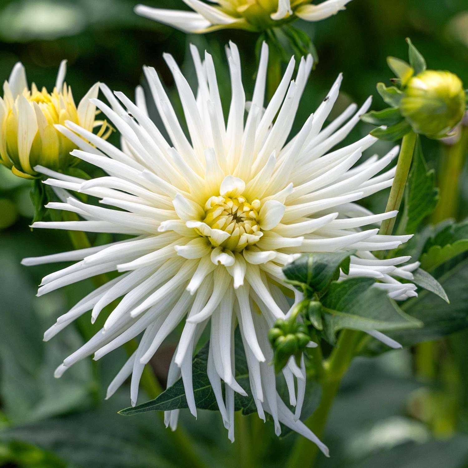 Daalia 'Playa Blanca'